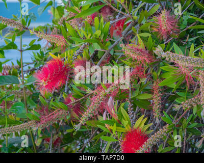 Beautiful colourfull blossom greek flowers with blue sky, green grass, palm trees Stock Photo