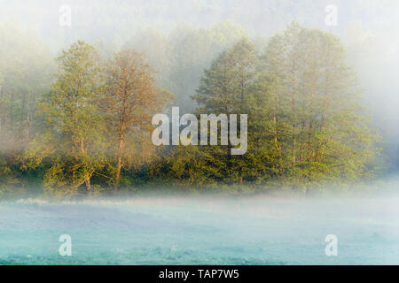 Low hanging mist around trees over grass on early foggy morning in the fields. Mysterious atmosphere in nature landscape Stock Photo