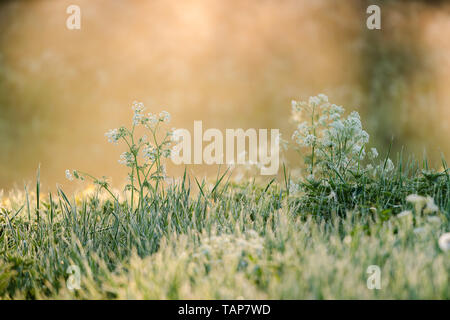 Beautiful flower with white blossom in the grass back lit by golden morning sun light and fog in the background Stock Photo