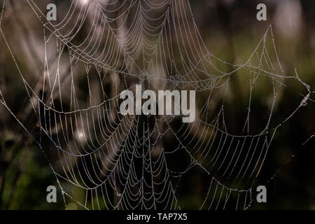 Spider web with morning dew hanging on the grass in the fields. Abstract pattern of spider web covered with rain droplets in morning sun light Stock Photo