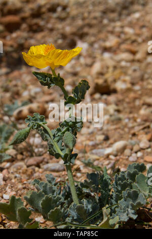 Yellow hornpoppy, Glaucium flavum, a beautiful but toxic plant Stock Photo