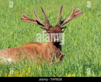 American elk (Cervus canadensis) male with growing antlers dozing at a meadow, Iowa, USA. Stock Photo