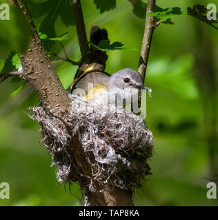 American redstart (Setophaga ruticilla) female building nest, Iowa, USA Stock Photo