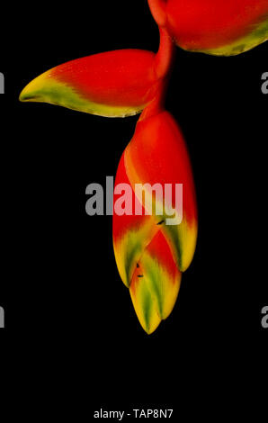 Flowers of Heliconia rostrata also knows as hanging lobster claw on a black background Stock Photo