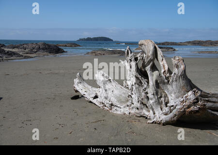 sculptural drift wood on beach in Tofino, Vancouver Island,  British Columbia, Canada Stock Photo