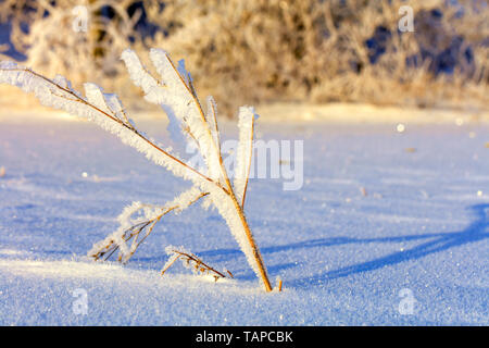 The branches of the bush in the frost, as if enchanted, are illuminated by gentle sunlight against the background of a snow-covered field. Stock Photo