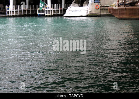 The Marina under Marina City Towers on the Chicago River downtown in Chicago, Illinois, USA Stock Photo