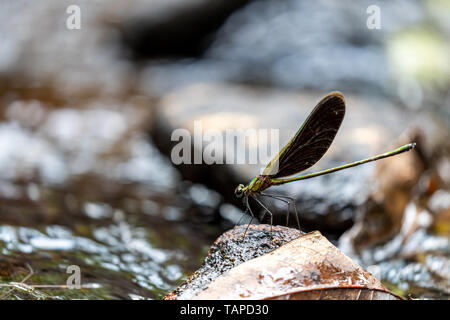 Portrait of damselfly - Chinese Greenwing (Neurobasis chinensis chinensis) Stock Photo