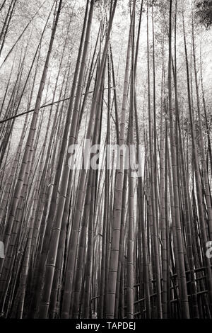 Secret Bamboo Forest of Fushimi Inari Shrine Stock Photo