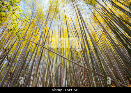 Secret Bamboo Forest of Fushimi Inari Shrine Stock Photo