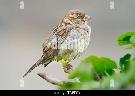 Close-up of a Song Sparrow perched on a branch. Stock Photo
