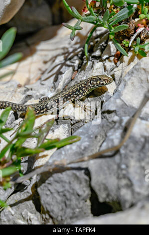 a little lizard is sunbathing on a rock in Rabac Croatia may 2019 Stock Photo
