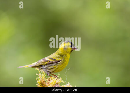 Siskin in spring in mid Wales Stock Photo