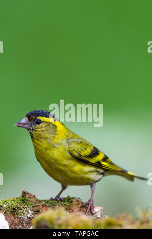 Siskin in spring in mid Wales Stock Photo