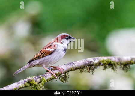 House sparrow in spring in mid Wales