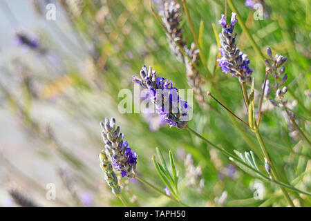 Bunch of Lavender Flowers Waving in the Sunlight on a Windy Day Stock Photo