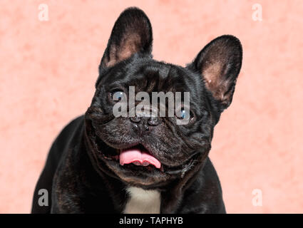 Portrait of a cute black french bulldog smiling . domestic animal. Stock Photo