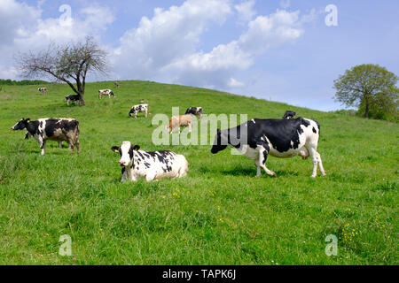 Cows grazing on pasture, a herd of black and white cows mixed with brown and white cattle, farming, dairy and agriculture concept, vibrant colors Stock Photo
