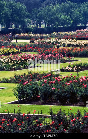 This Rose Garden began in the 1920s when 15,000 rose bushes of 145 varieties were planted in Exposition Park in Los Angeles, California, USA. Today it is a beautiful and quiet oasis in the heart of that metropolis. The 7.5-acre (3-hectare) garden attracts thousands of visitors each year and has been protected from urban development by being added to the U.S. National Register of Historic Places in 1991. The garden is open to the public without charge except when closed annually for maintenance from January 1st to March 15th.