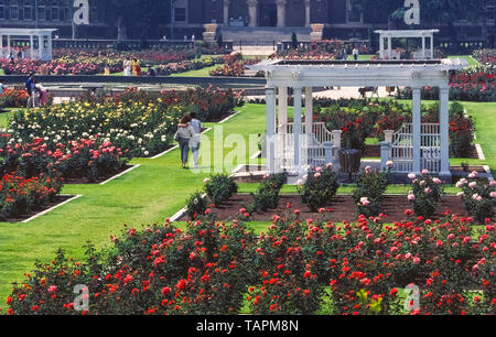 This Rose Garden began in the 1920s when 15,000 rose bushes of 145 varieties were planted in Exposition Park in Los Angeles, California, USA. Today it is a beautiful and quiet oasis in the heart of that metropolis. The 7.5-acre (3-hectare) garden attracts thousands of visitors each year and has been protected from urban development by being added to the U.S. National Register of Historic Places in 1991. The garden is open to the public without charge except when closed annually for maintenance from January 1st to March 15th. Stock Photo