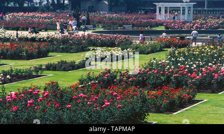 This Rose Garden began in the 1920s when 15,000 rose bushes of 145 varieties were planted in Exposition Park in Los Angeles, California, USA. Today it is a beautiful and quiet oasis in the heart of that metropolis. The 7.5-acre (3-hectare) garden attracts thousands of visitors each year and has been protected from urban development by being added to the U.S. National Register of Historic Places in 1991. The garden is open to the public without charge except when closed annually for maintenance from January 1st to March 15th. Stock Photo