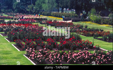 This Rose Garden began in the 1920s when 15,000 rose bushes of 145 varieties were planted in Exposition Park in Los Angeles, California, USA. Today it is a beautiful and quiet oasis in the heart of that metropolis. The 7.5-acre (3-hectare) garden attracts thousands of visitors each year and has been protected from urban development by being added to the U.S. National Register of Historic Places in 1991. The garden is open to the public without charge except when closed annually for maintenance from January 1st to March 15th. Stock Photo