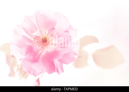 One big softness orange rose in pale colors close up on the green blurred background. Orange Roses blossom in the garden. Care of garden shrub roses Stock Photo