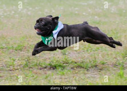 (190527) -- VANCOUVER, May 27, 2019 (Xinhua) -- A bulldog runs on the race track during a bulldog race at Hastings Racecourse in Vancouver, Canada, May 26, 2019. About 60 bulldogs competed on the race track for cash prizes and honor on Sunday, kicking off the Dog Days of Summer series at Hastings Racecourse. (Xinhua/Liang Sen) Stock Photo