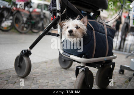 Berlin, Germany. 05th May, 2019. A dog looks out of a bag attached to a rollator. Credit: Paul Zinken/dpa/Alamy Live News Stock Photo