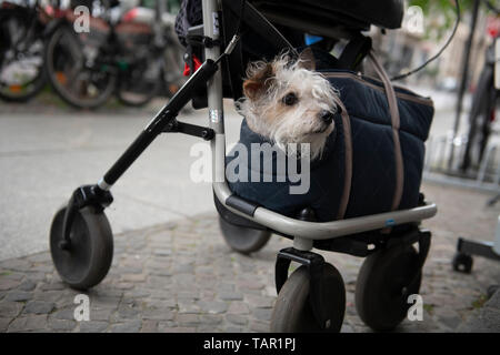 Berlin, Germany. 05th May, 2019. A dog looks out of a bag attached to a rollator. Credit: Paul Zinken/dpa/Alamy Live News Stock Photo
