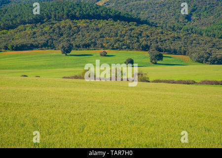 Cereal field. Montes de Toledo, Toledo province, Castilla La Mancha, Spain. Stock Photo