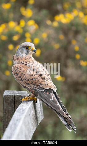 Female kestrel (Falco tinnunculus) on wooden fence, United Kingdom Stock Photo