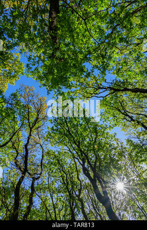 Sun shining through the tree tops of an oak forest with fresh green leaves viewed straight up Stock Photo