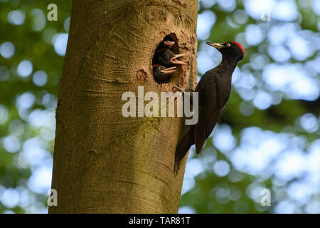 Male Black Woodpecker feeding three young chicks in  a hole in a tree Stock Photo