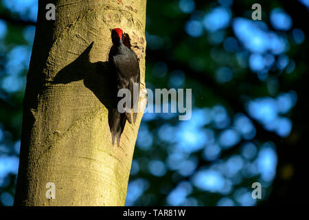 Black woodpecker with its distinctive shadow on a tree trunk on a sunny spring evening Stock Photo
