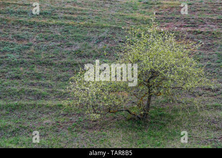 View of single wild plum or cherry tree in bloom in steppe Stock Photo