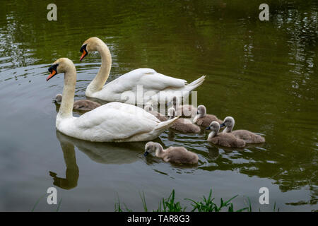 A pair of adult swans swimming along with their family of cygnets in a canal in Northamptonshire Stock Photo