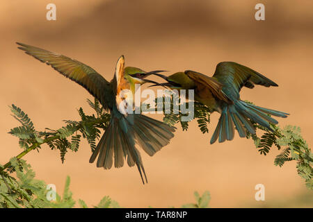 Blue-tailed bee-eater (Merops philippinus) Stock Photo