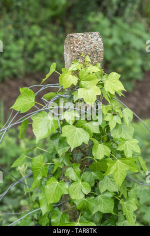 Climbing ivy / Common Ivy - Hedera helix - growing up around a concrete fence pole. Concept overgrown by ivy, creeping ivy. Ivy plant on fence. Stock Photo