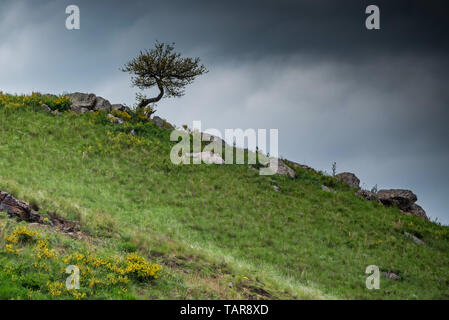 Lonely tree grows on rocky slope in steppe Stock Photo