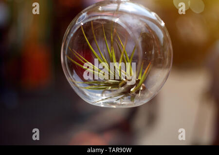 Lovely succulent growing in the glass pot. Picture made outdoor in the sunny day. Stock Photo