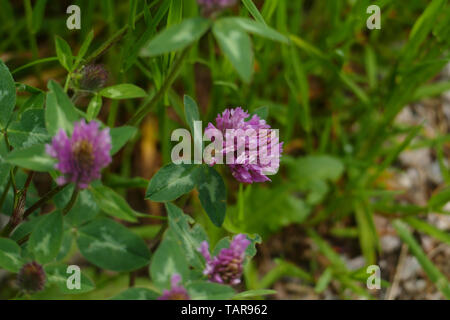 Roter Wiesen Klee Pflanze, mit lila, violett farbener Blüte, und grünen