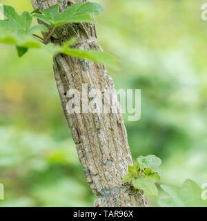 Young branch bark of what is believed to be the common hedgerow Field Maple / Acer campestre. Finely ridged bark becoming more fissured with age. Stock Photo