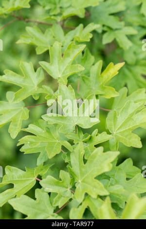 Leaves of what is believed to be the common hedgerow Field Maple / Acer campestre. Once used as a medicinal plant in herbal remedies. Stock Photo