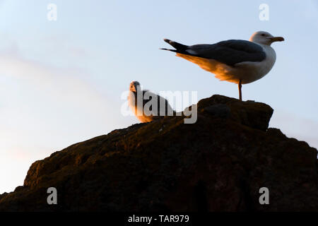 Seagull chick with mother seagull are on a rock at wildlife Stock Photo