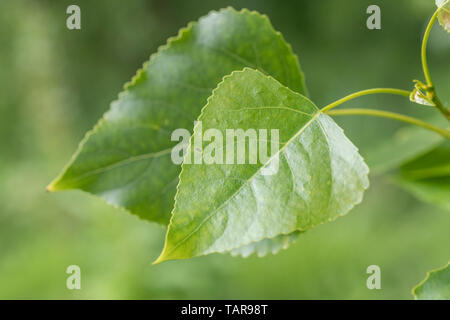 Leaves foliage of what is believed to be Hybrid Black Poplar /  Populus x canadensis tree. Reasoning - leaves not quite as pointed as P. nigra. Stock Photo