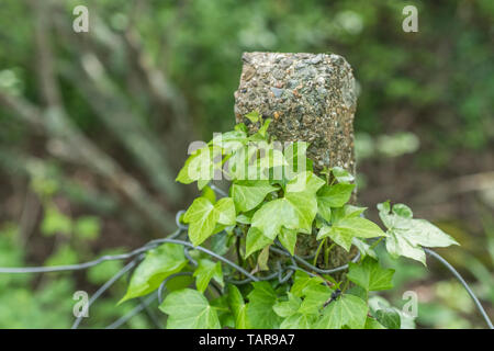 Climbing ivy / Common Ivy - Hedera helix - growing up around a concrete fence pole. Concept overgrown by ivy, creeping ivy. Ivy plant on fence. Stock Photo