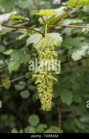 Foliage & leaves of flowering Sycamore / Acer pseudoplatanus tree. Sycamore is a member of the Maple family. Fruiting Sycamore seeds seen forming. Stock Photo