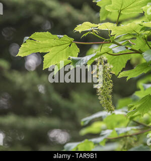 Foliage & leaves of flowering Sycamore / Acer pseudoplatanus tree. Sycamore is a member of the Maple family. Fruiting Sycamore seeds seen forming. Stock Photo