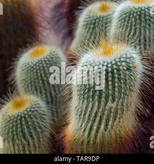 Lemon ball cactus / golden ball cactus / yellow tower cactus (Parodia leninghausii) native to South America Stock Photo